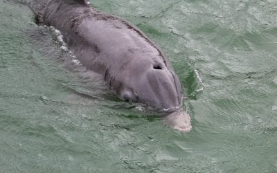 Un dauphin bien curieux