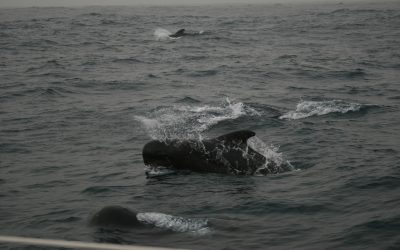 Traversée Dakar – Sal (Cap-Vert)