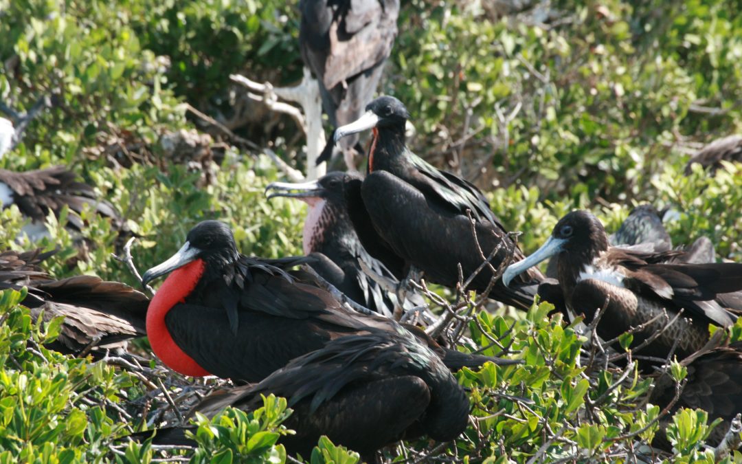 S’il ne fallait en garder qu’un (e) : l’oiseau