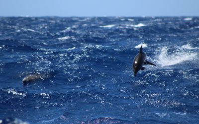 The transat day 8