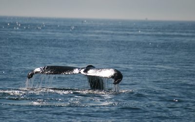 Le Cape Cod, Boston et Salem